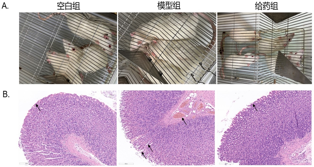 2026年国际足联世界杯