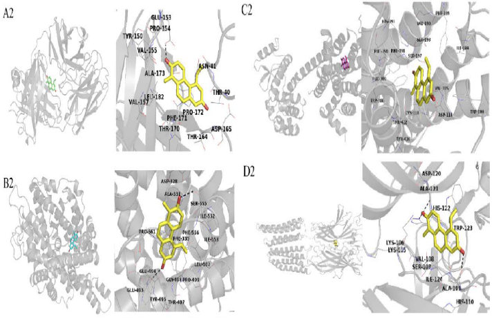 2026年国际足联世界杯