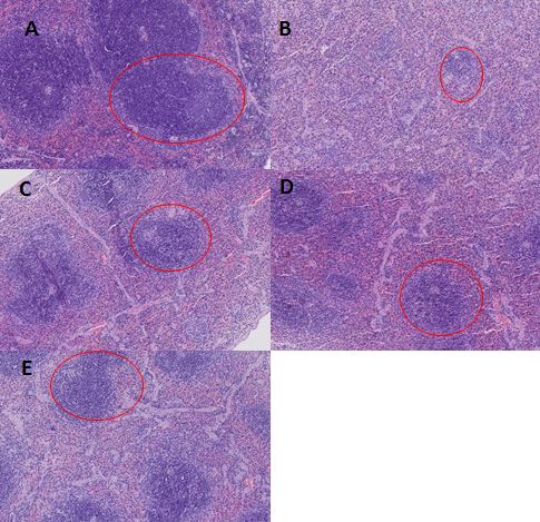 2026年国际足联世界杯