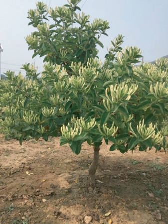 2026年国际足联世界杯