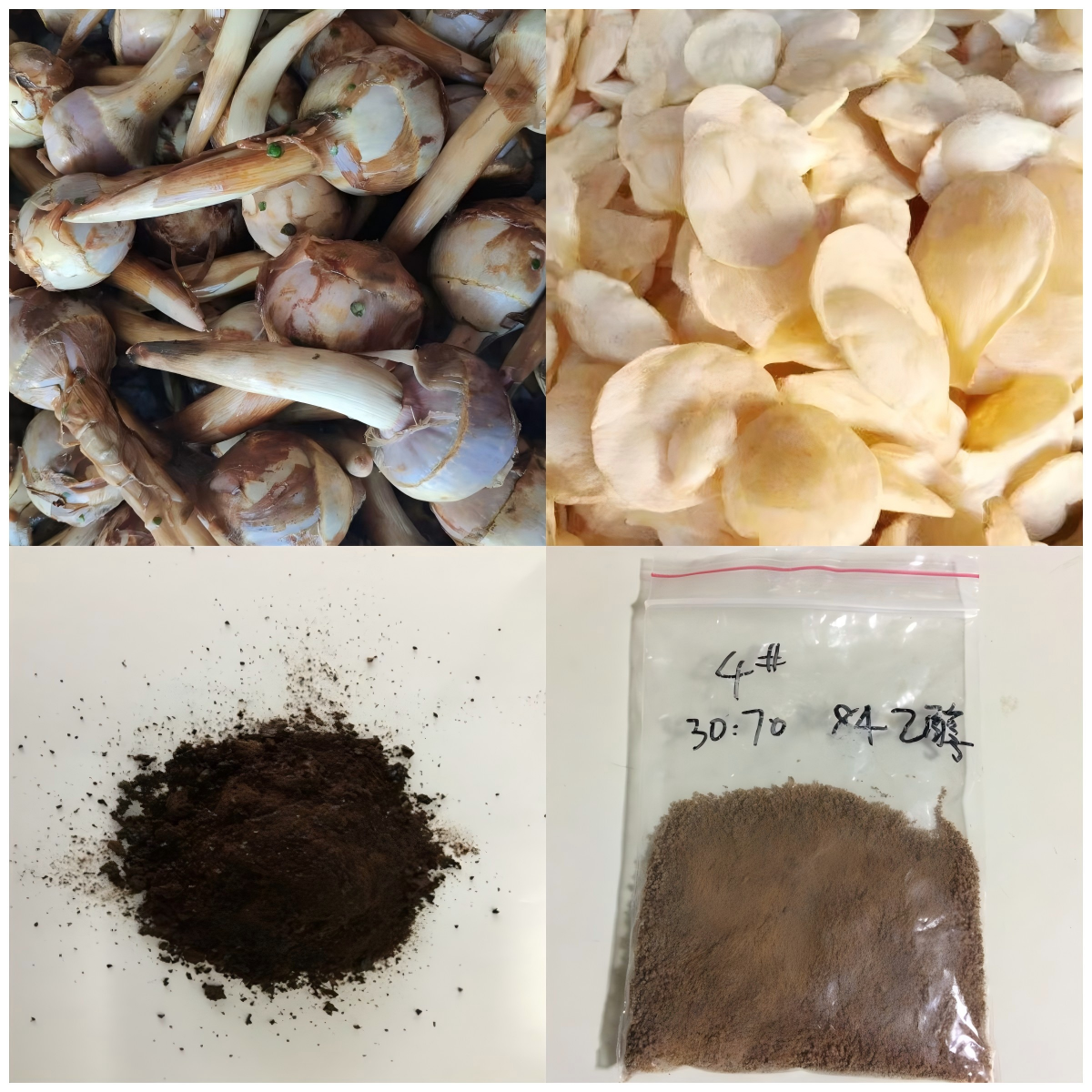 2026年国际足联世界杯