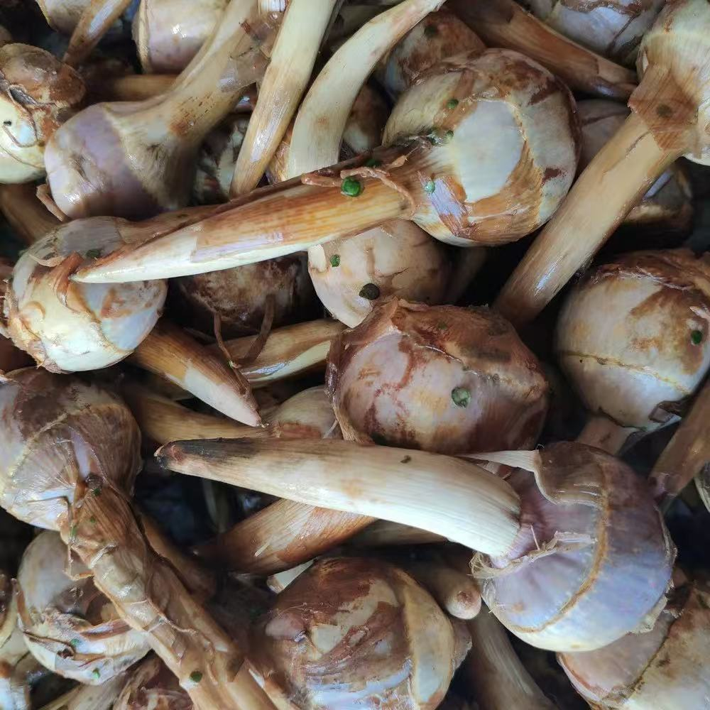 2026年国际足联世界杯